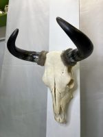 جمجمه و شاخ طبیعی گاو
