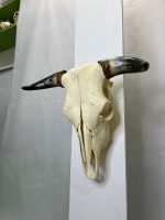 جمجمه و شاخ طبیعی گاو