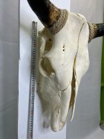 جمجمه و شاخ طبیعی گاو