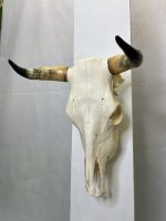 جمجمه و شاخ طبیعی گاو