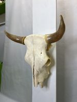 جمجمه و شاخ طبیعی گاو