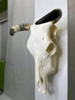 جمجمه و شاخ طبیعی گاو