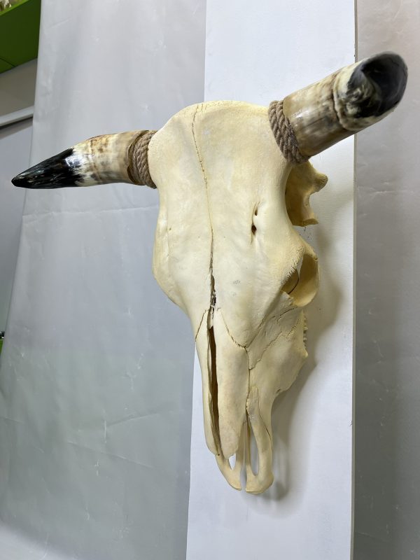 جمجمه و شاخ طبیعی گاو