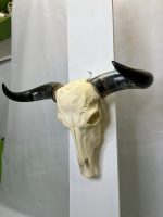 جمجمه و شاخ طبیعی گاو