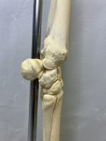 آناتومی اسکلت دست اسب