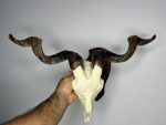 جمجمه و شاخ کل و بز دکوری