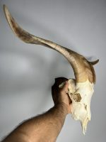 جمجمه و شاخ کل سانن Goat-model-2 - Image 19