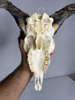 جمجمه و شاخ کل اهلی Goat-model-6 - Image 4