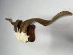 پیشانی جمجمه و شاخ بز اهلی Goat-model-4 - Image 4