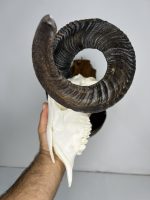جمجمه طبیعی قوچ دکوری