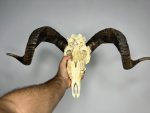 جمجمه و شاخ قوچ اهلی Ovis-model-46 - Image 4