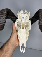 جمجمه و شاخ قوچ اهلی Ovis-model-47 - Image 4