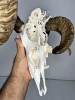 جمجمه و شاخ قوچ اهلی Ovis-model-48 - Image 4