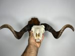 جمجمه و شاخ قوچ اهلی Ovis-model-44 - Image 4