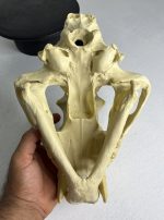 جمجمه ببر بنگال - Tiger-model-1 - Image 22