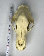 جمجمه خرس قهوه ای - Bear-model-1 - Image 15