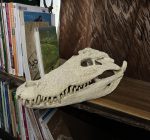 جمجمه کروکودیل پوزه کوتاه- گاندو - Crocodile-model-1 - Image 2