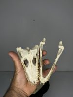 جمجمه کروکودیل کایمن  - Caiman-model-1 - Image 20