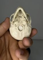 جمجمه میمون رزوس  - Macaca-model-1 - Image 5