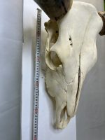 جمجمه و شاخ واقعی گاو