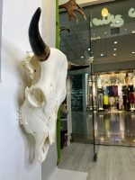 جمجمه و شاخ طبیعی گاو مدل 30- cow-model--30 - Image 7