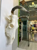 جمجمه و شاخ طبیعی گاو مدل 35- cow-model--35 - Image 4