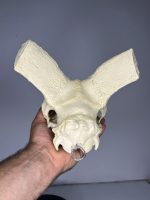 جمجمه تنها قوچ اوریال - Urial-model-2 - Image 5