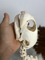 جمجمه و گردن لاکپشت سبز  Green Sea Turtle - Image 13