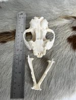 جمجمه طبیعی گربه اهلی model-2 - Image 12