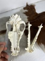 جمجمه طبیعی سگ اهلی model-1 - Image 4
