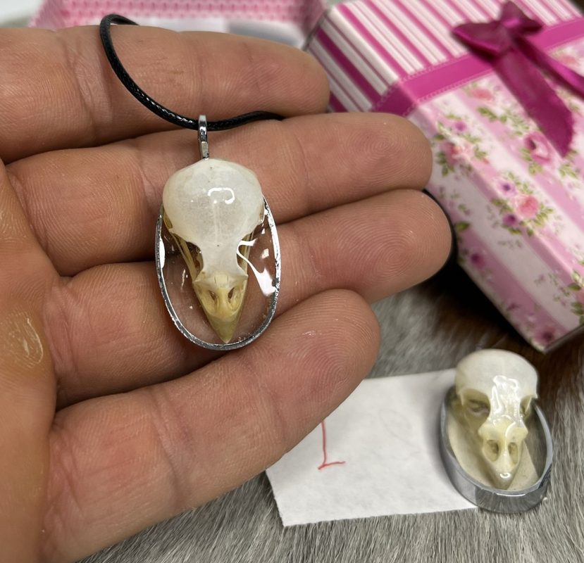 گردنبند جمجمه طبیعی پرنده گنجشک