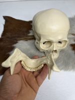 جمجمه انسان مدل دو قسمتی رنگ سفید استخوانی skull-human-model-1 - Image 5