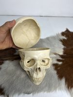 جمجمه انسان مدل پیشانی باز (سه قسمتی) رنگ سفید طبیعی  skull-human-model-2 - Image 10