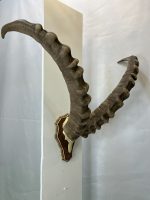 پیشانی جمجمه و شاخ آیبکس سیبری تاجیکستان ibex-model-2 - Image 7