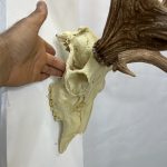 جمجمه و شاخ گوزن زرد ایرانی Persian-falliow-deer-model-1 - Image 8