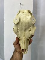 جمجمه تنها گوزن زرد