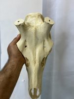 جمجمه تنها گوزن مرال  – maral-model-2 - Image 4