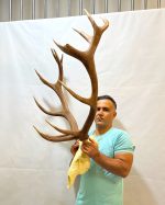 جمجمه و شاخ گوزن مرال