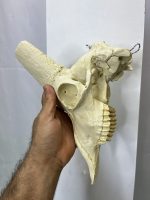 جمجمه تنها کل وحشی پازن  pazan-model-1 - Image 4