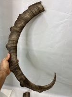 جفت شاخ بدون جمجمه کل وحشی پازن  pazan-model-120 - Image 6