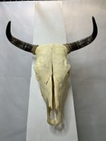 جمجمه طبیعی گاو