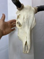 جمجمه طبیعی گاو
