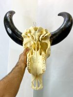 جمجمه و شاخ طبیعی گاو مدل 203- cow-model-203 - Image 5