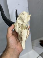 جمجمه و شاخ آهو تامسون آفریقایی مدل شاخ مشکی - Gazella-model-2 - Image 6