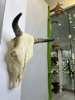 جمجمه و شاخ گاو