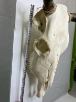 جمجمه و شاخ گاو