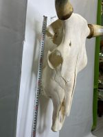 جمجمه و شاخ گاو