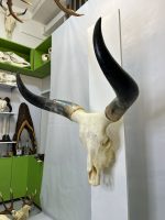 جمجمه و شاخ گاو هندی