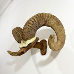 شاخ و جمجمه قوچ آرگالی تاجیکستان-argali-model-1 - Image 5