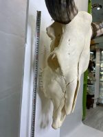 جمجمه و شاخ طبیعی گاو